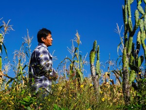 Crops Rise Again As Pandemic Upends a Town’s Economy